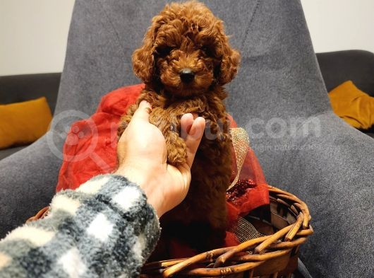 Red Brown Toy Poodle  Di̇şi̇ görsel