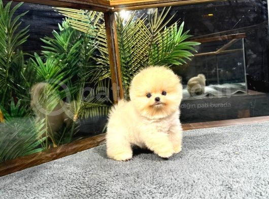 Harika Yüz Yapısına Sahip Pomeranian Yavrularımız görsel
