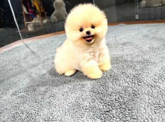 Harika Yüz Yapısına Sahip Pomeranian Yavrularımız görsel