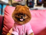 A Kalite Yetişkin Dişi Ayı Surat Pomeranian Boo