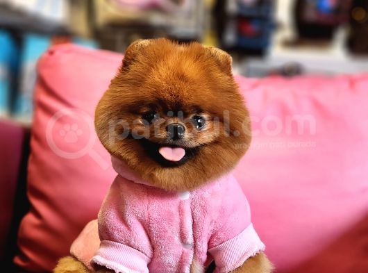 A Kalite Yetişkin Dişi Ayı Surat Pomeranian Boo görsel