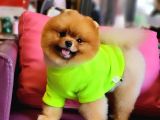 Türkiyenin En Kaliteli Ayı surat Pomeranian Boosu