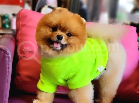 Türkiyenin En Kaliteli Ayı Surat Pomeranian Boosu