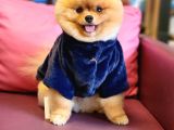 A Kalite Yetişkin Erkek Ayı Surat Pomeranian BOO