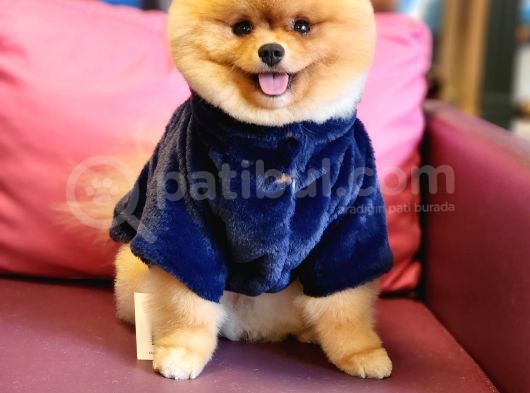 A Kalite Yetişkin Erkek Ayı Surat Pomeranian Boo