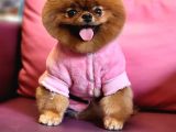 A Kalite Yetişkin Dişi Ayı Surat Pomeranian BOO