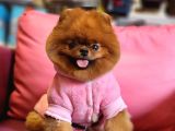 A Kalite Yetişkin Dişi Ayı Surat Pomeranian Boo