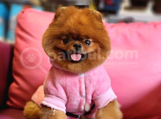 A Kalite Yetişkin Dişi Ayı Surat Pomeranian Boo görsel