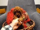 Red Brown Toy Poodle  DİŞİ