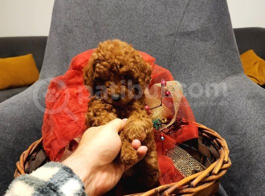 Red Brown Toy Poodle  Di̇şi̇