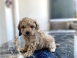 Kore Gen Hattina Sahip Poodle Kizimiz