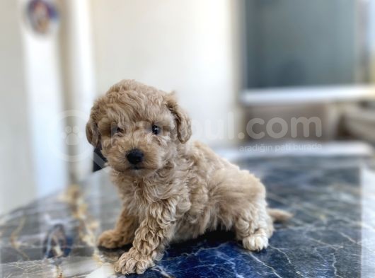 Kore Gen Hattina Sahip Poodle Kizimiz görsel