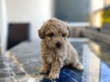 Kore Gen Hattina Sahip Poodle Kizimiz