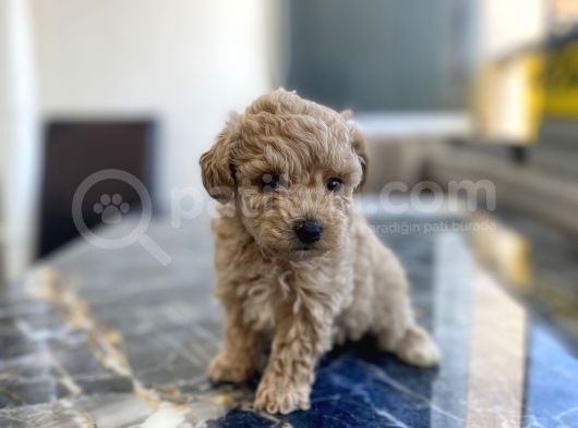 Kore Gen Hattina Sahip Poodle Kizimiz görsel