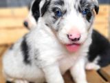 Border Collie Yavru Bursa Köpek Okulu