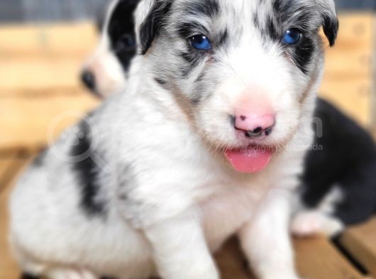 Border Collie Yavru Bursa Köpek Okulu görsel