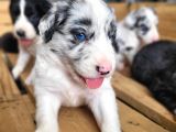 Border Collie Yavru Bursa Köpek Okulu