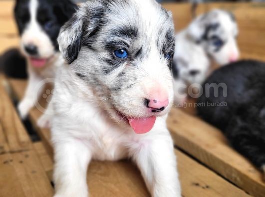 Border Collie Yavru Bursa Köpek Okulu görsel