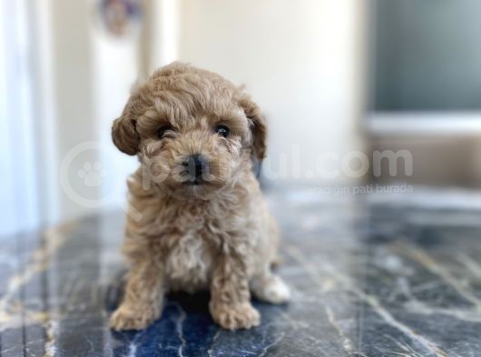 Kore Gen Hattina Sahip Poodle Kizimiz görsel