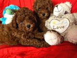 Toy Poodle Yavrular 
