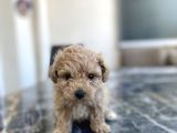 Kore Gen Hattina Sahip Poodle Kizimiz