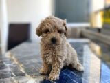 Kore gen hattina sahip poodle kizimiz