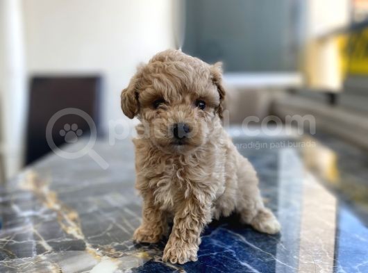 Kore Gen Hattina Sahip Poodle Kizimiz