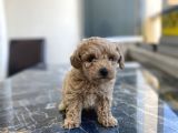 Kore Gen Hattina Sahip Poodle Kizimiz