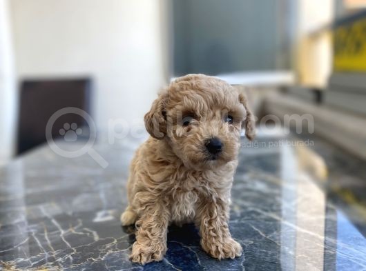 Kore Gen Hattina Sahip Poodle Kizimiz görsel