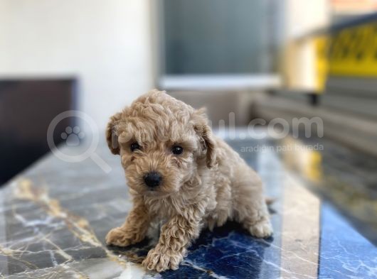 Kore Gen Hattina Sahip Poodle Kizimiz görsel