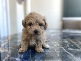 Kore Gen Hattina Sahip Poodle Kizimiz