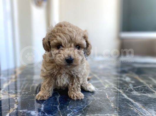 Kore Gen Hattina Sahip Poodle Kizimiz görsel