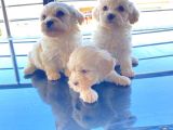 A Kalite Maltese Terrier Yavrularımız