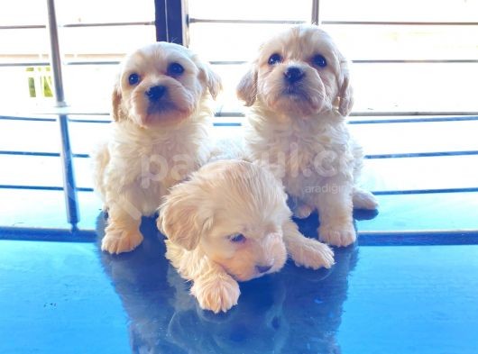 A Kalite Maltese Terrier Yavrularımız görsel
