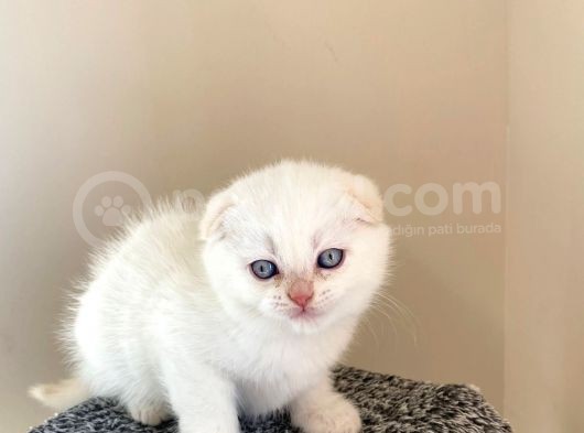 Scotti̇sh Fold Yavru Yeni̇ Evi̇ne Gi̇tmeye Hazir görsel