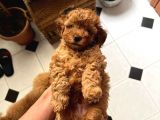 A kalite harika toy poodle