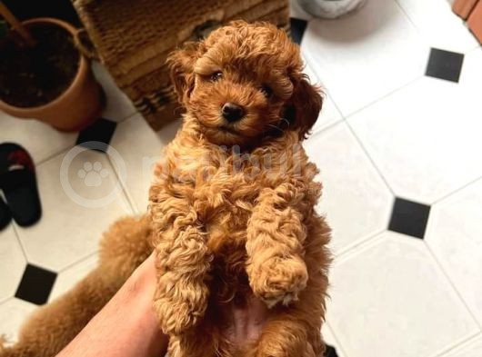 A Kalite Harika Toy Poodle