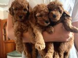 A Kalite Harika Toy Poodle