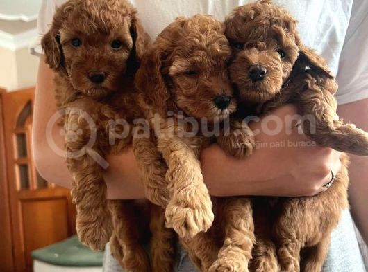 A Kalite Harika Toy Poodle görsel