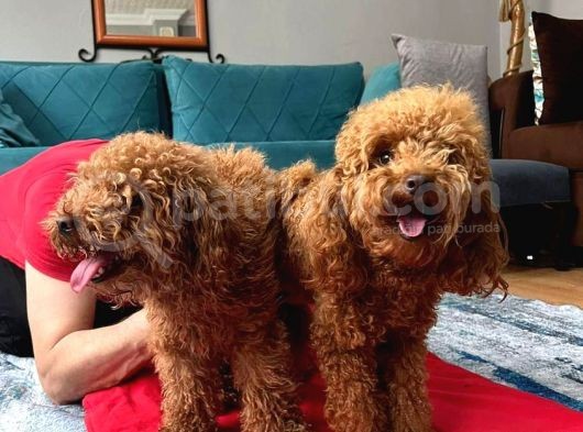 A Kalite Harika Toy Poodle görsel