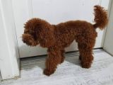 A Kalite Harika Toy Poodle