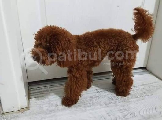 A Kalite Harika Toy Poodle görsel