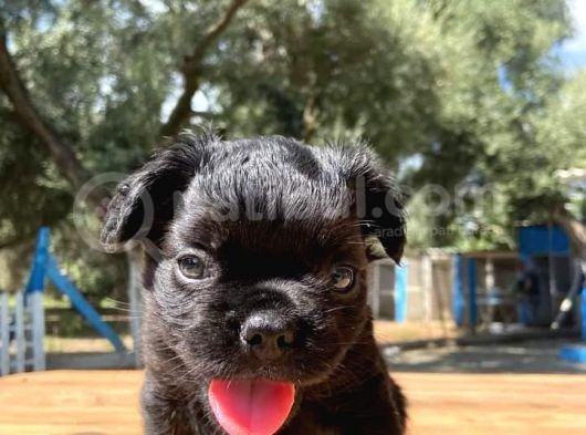 Fluffy Harika Anatomi