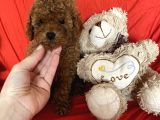 Toy Poodle Yavrular 