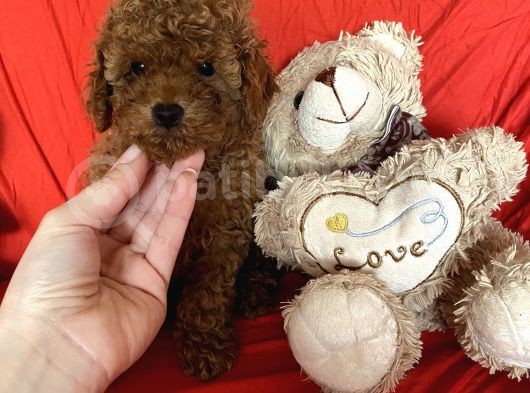 Toy Poodle Yavrular  görsel