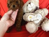 Toy Poodle Yavrular 