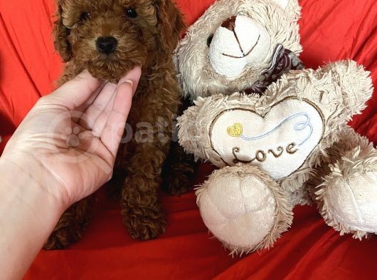 Toy Poodle Yavrular  görsel