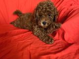 Toy poodle yavrular 