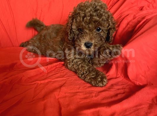 Toy Poodle Yavrular 