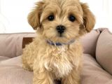 EV ÜRETİMİNDEN MALTİPOO YAVRULARI